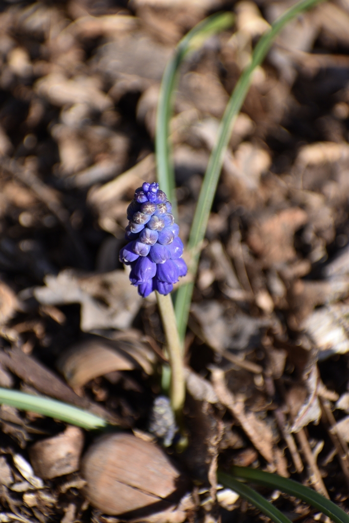 Flower - March - Warren Co., NC
