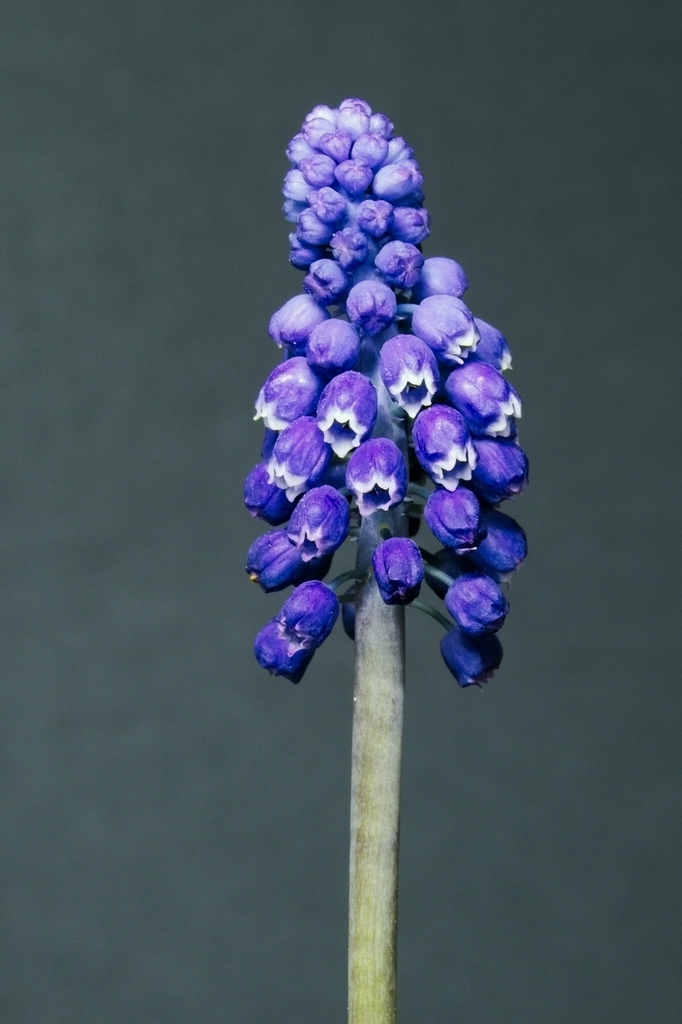 Blue-purple flowers appear in a dense raceme.