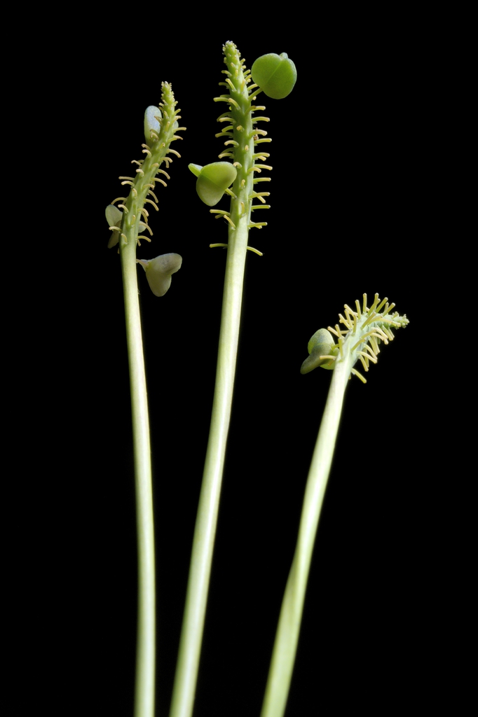 Immature green capsule fruits.