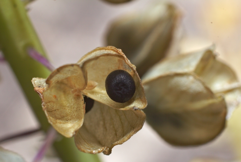 Mature capsule fruit with round black seed inside.