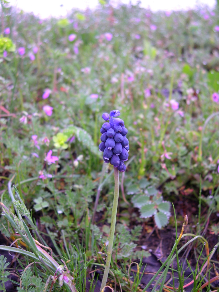 Plant in bloom