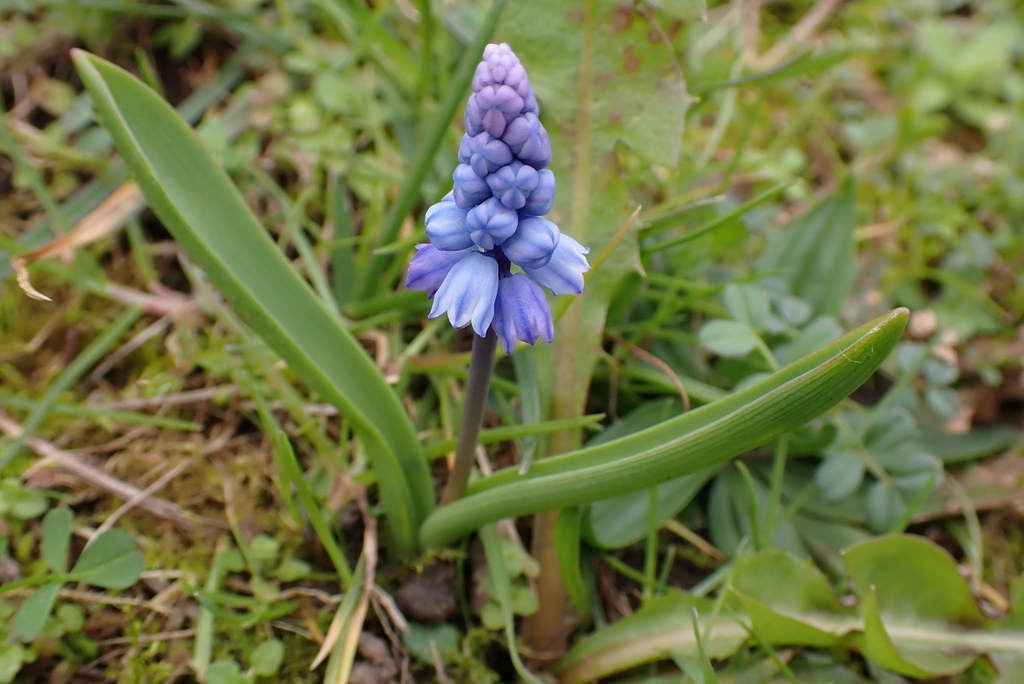 small bulb plant with broad leaves & clusters of blue flowers.
