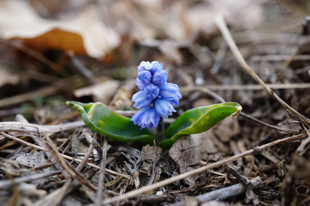 small bulb plant with broad leaves & clusters of blue flowers.