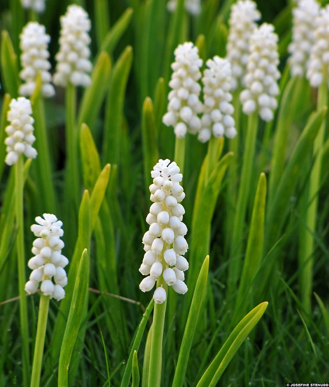 grassy leaves & clusters of white, urn-shaped flowers.