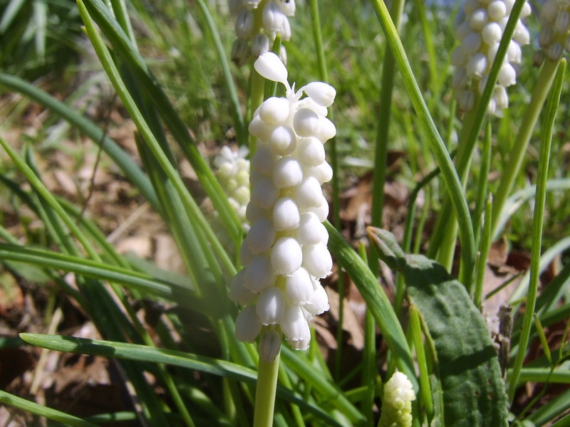 grassy leaves & clusters of white, urn-shaped flowers.