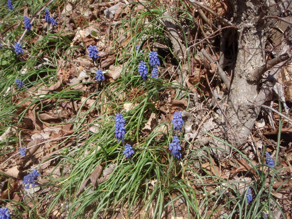 Muscari botryoides Flower and Form