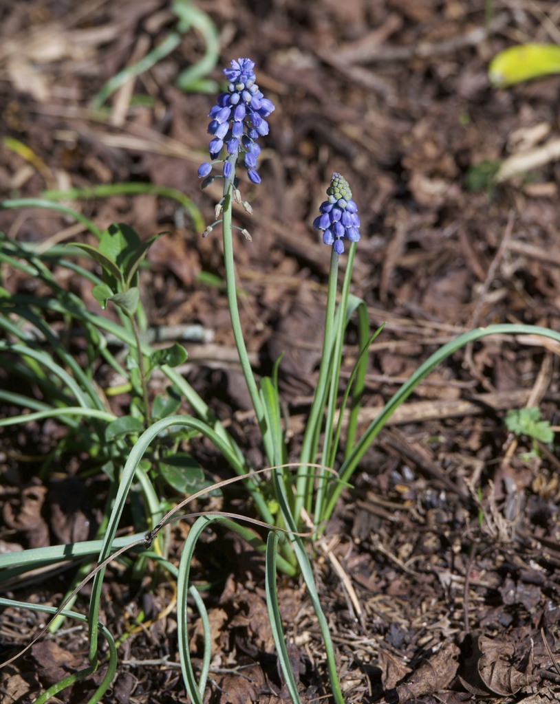 Flowers - March - Warren Co. - NC