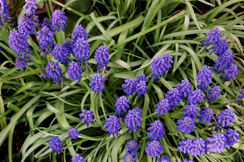 grassy leaves & clusters of violet-blue, urn-shaped flowers.