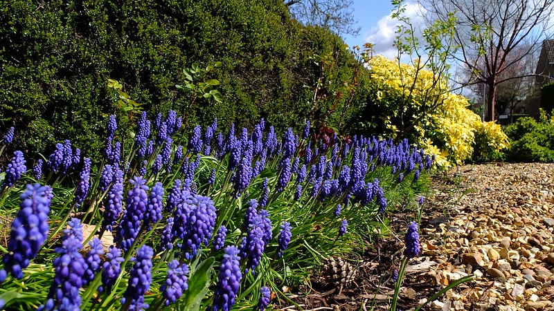 clusters of violet-blue flowers