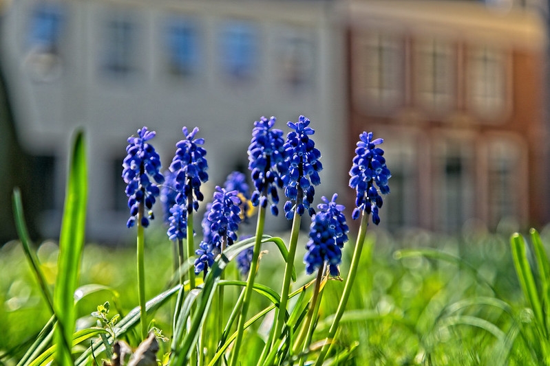 grassy leaves & clusters of violet-blue, urn-shaped flowers.