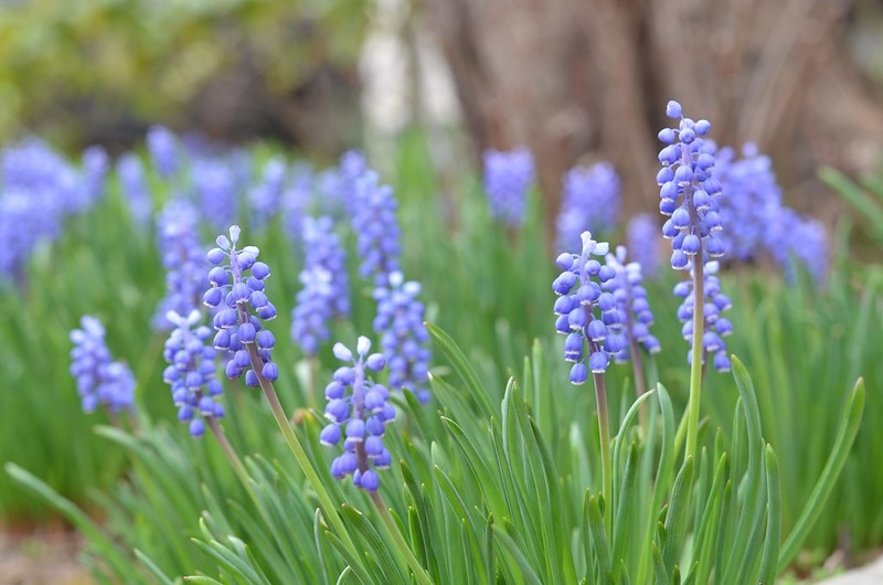 grassy leaves & clusters of violet-blue, urn-shaped flowers.