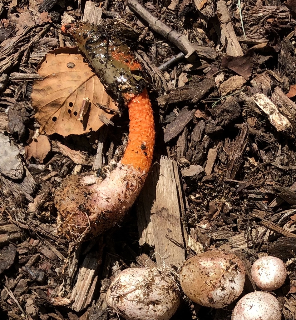 Mutinus elegans