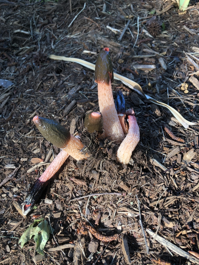 Mushrooms - Wake Co. - NC