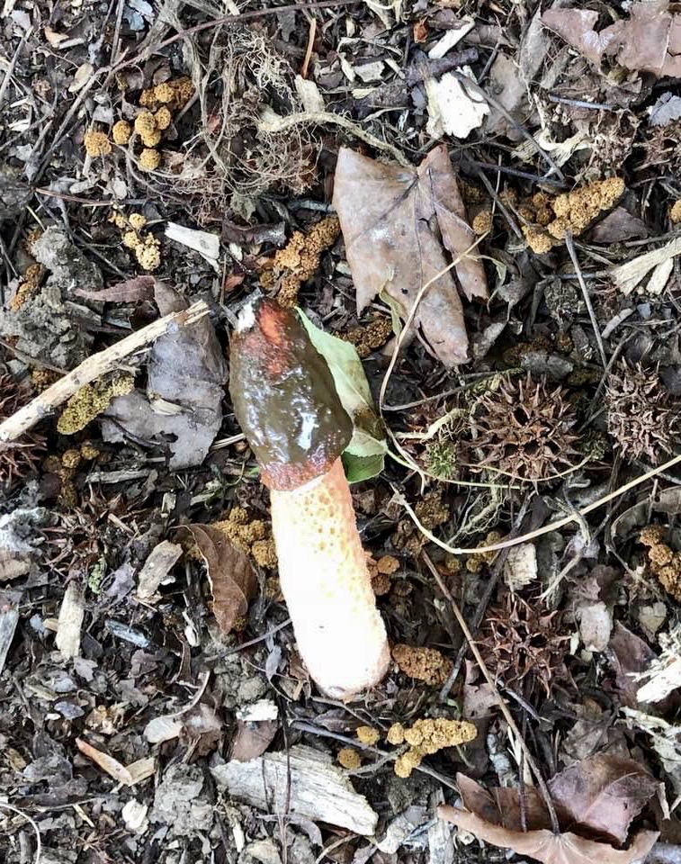 Form - Wake Co. - NC