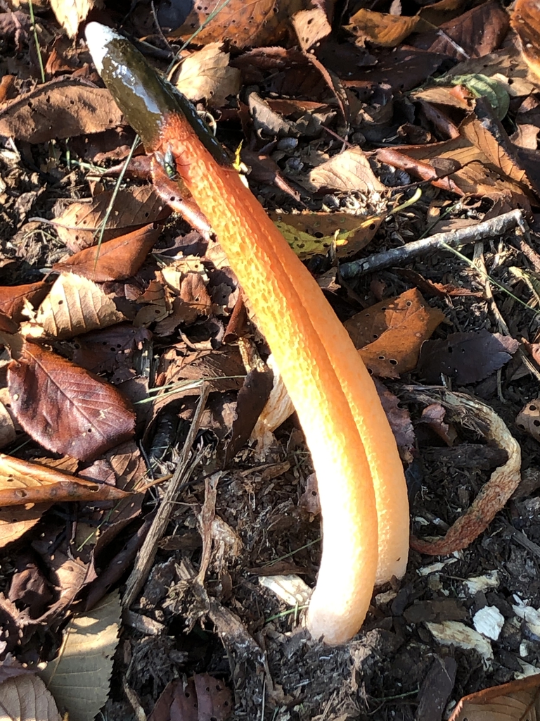 w/fly - Wake Co. - NC