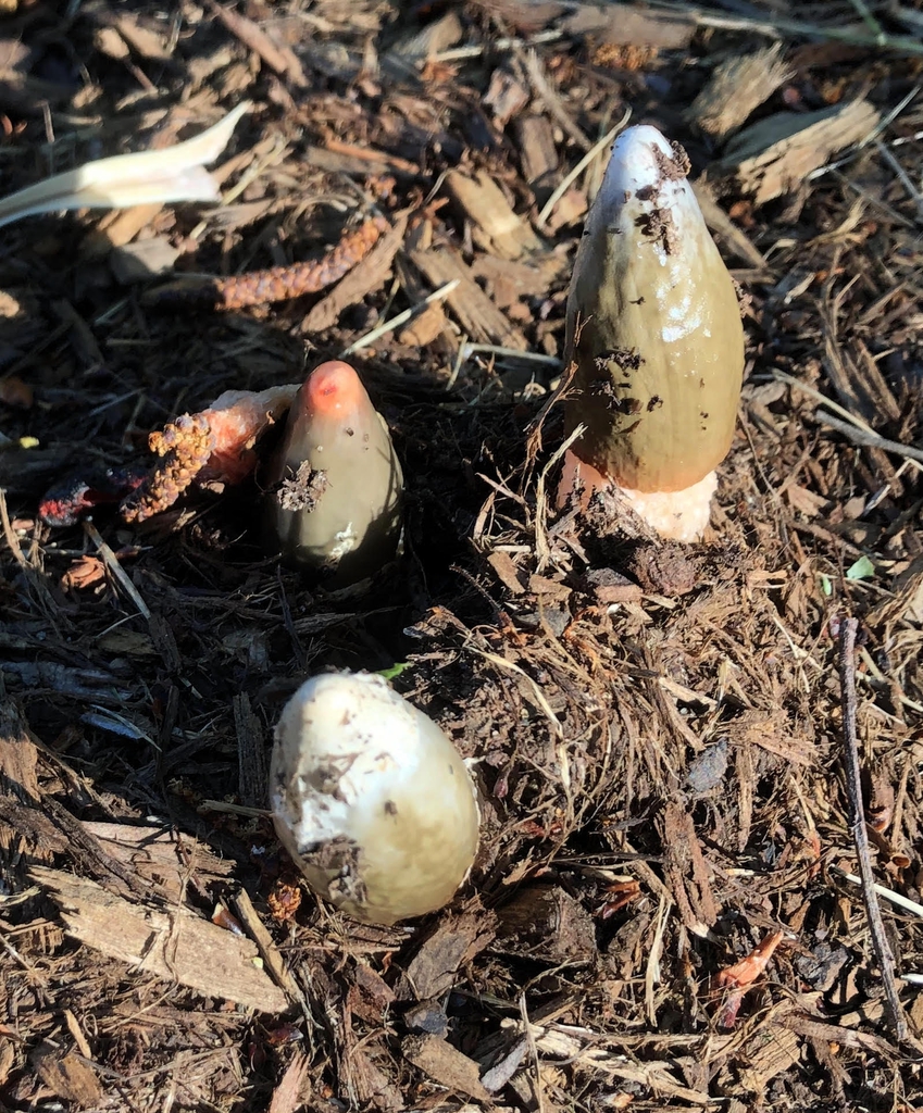 Emerging - Wake Co. - NC