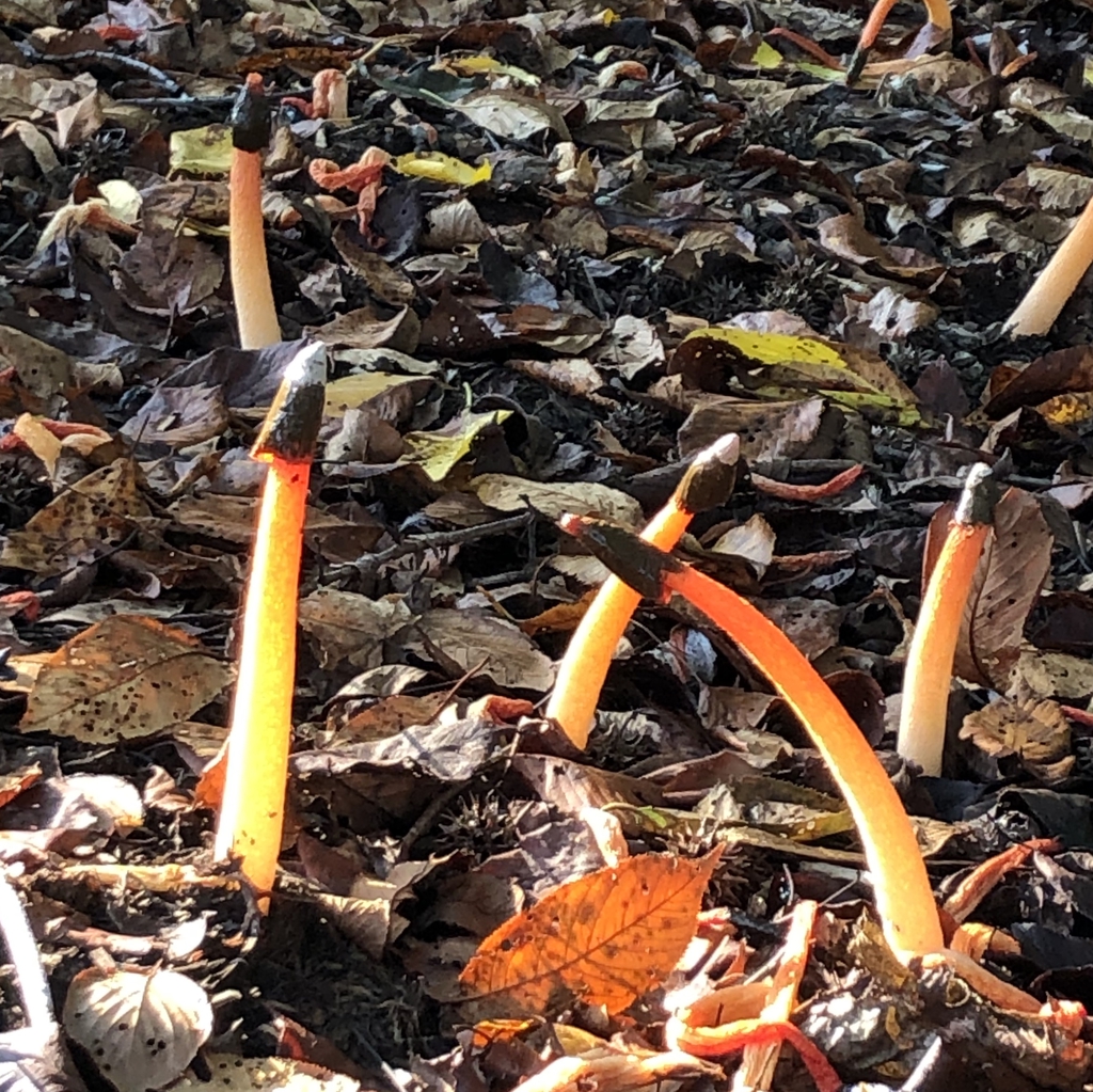 Patch - Wake Co. - NC