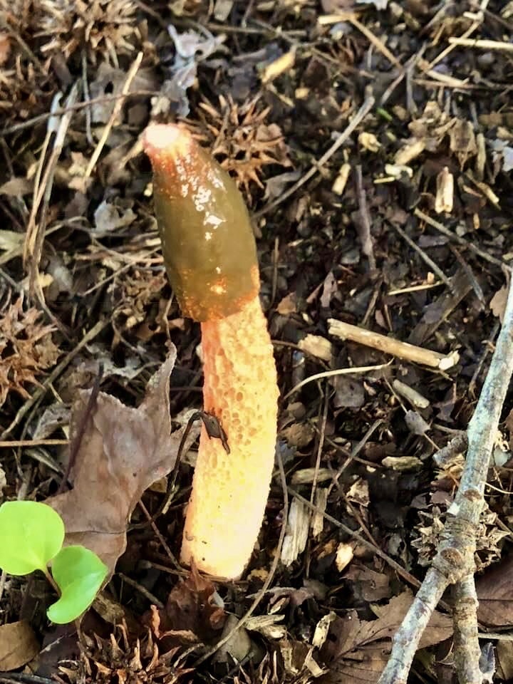 Mutinus elegans