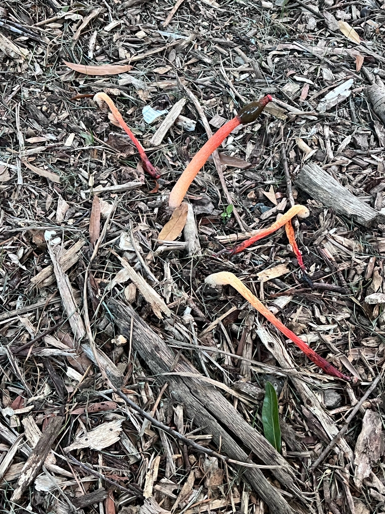 light to dark orange horn like mushroom with shiny black bulb