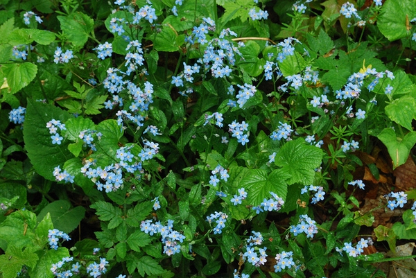 Myosotis sylvatica