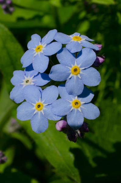 Myosotis sylvatica