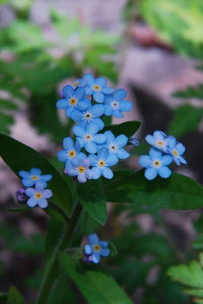 Myosotis sylvatica