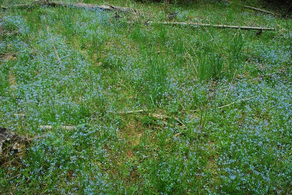 Myosotis sylvatica