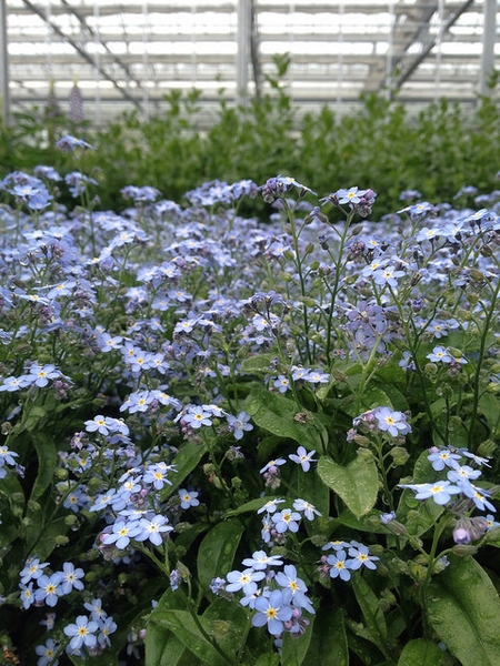 Myosotis sylvatica