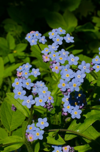 Myosotis sylvatica