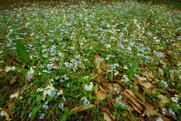 Myosotis sylvatica