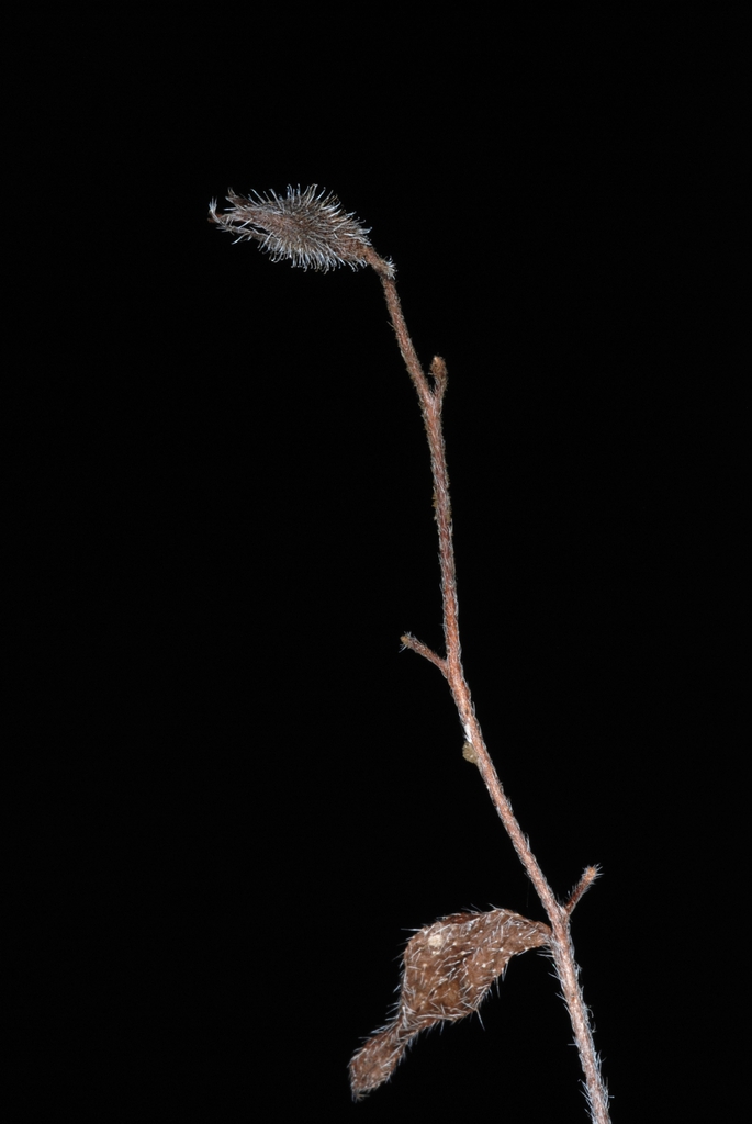 Fruit and stem (Greensboro, NC)-Late Spring
