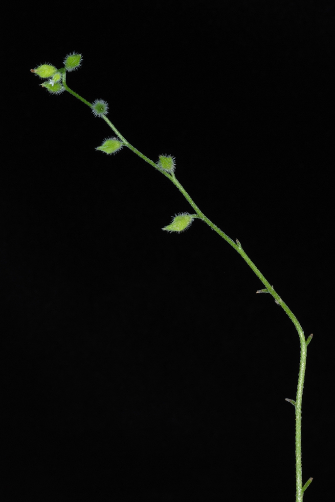 Stem and leaves (Greensboro, NC)-Late Spring