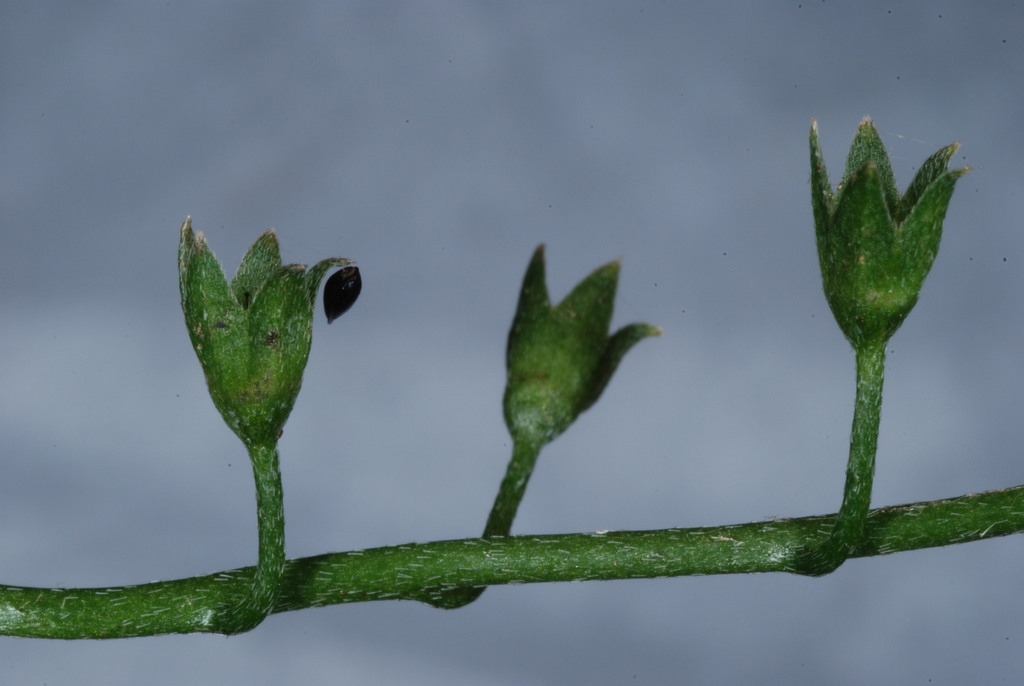 Fruits forming (Alleghany County, NC)-Mid Summer