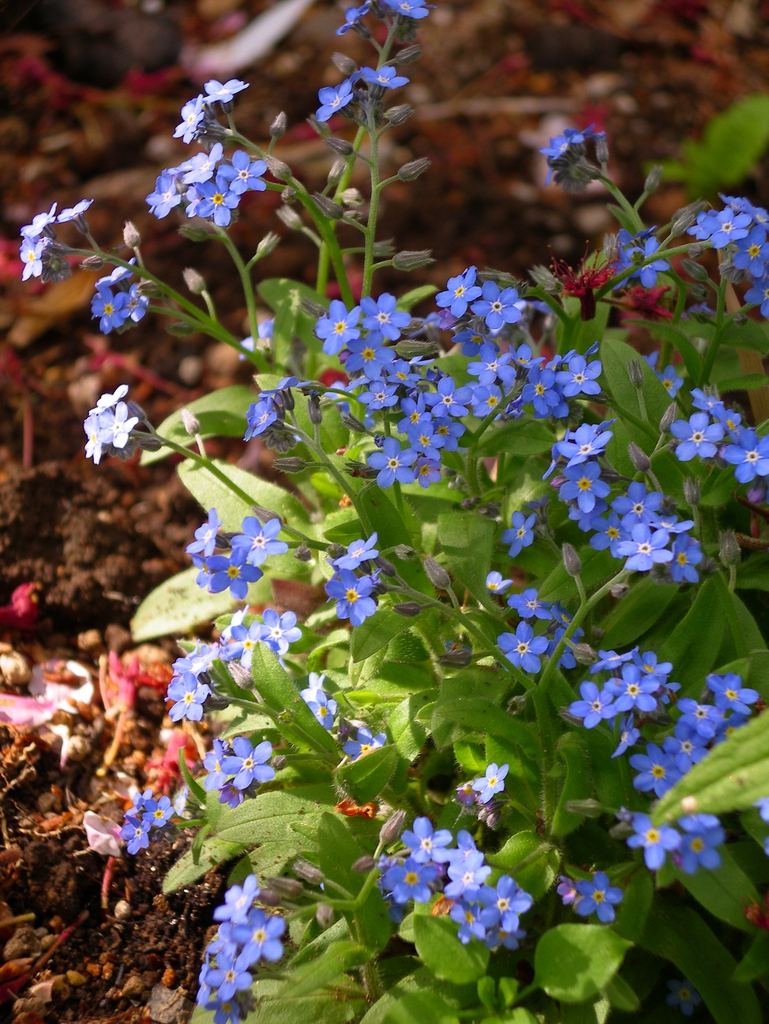 Full Plant In Bloom