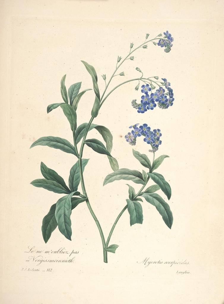 Botanical Illustration