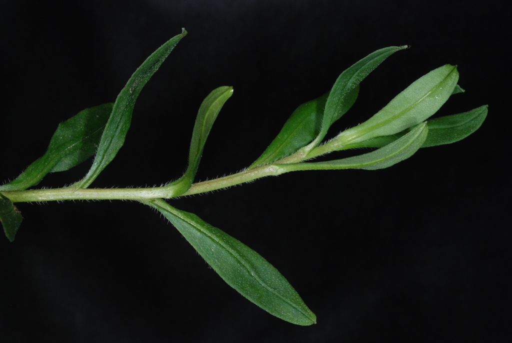 Myosotis scorpioides