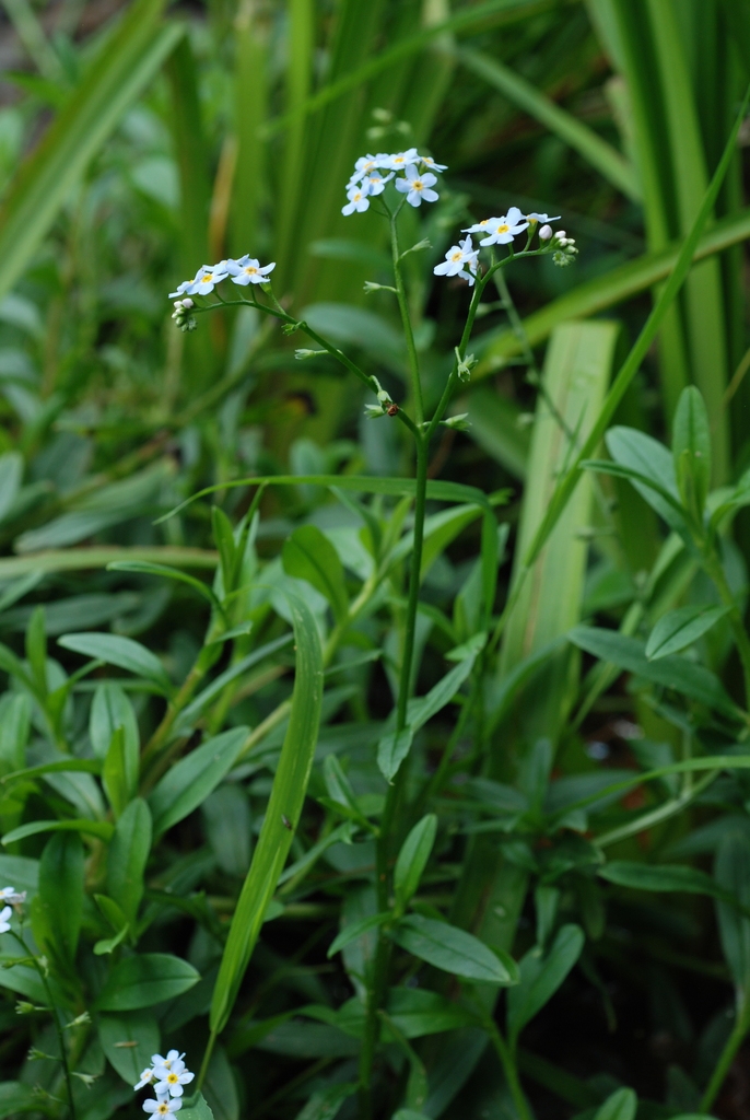 Plant form in bloom (Alleghany County, NC)-Mid Summer