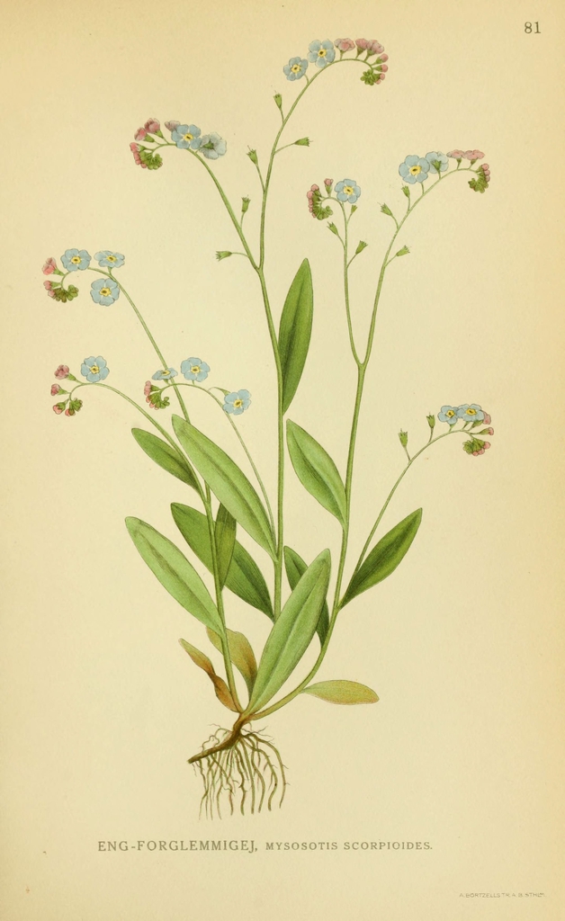 Botanical Illustration