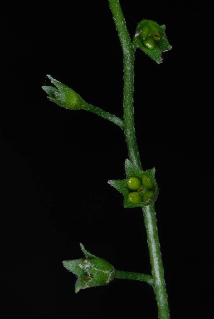 Stem and fruits (Alleghany County, NC)-Mid Summer