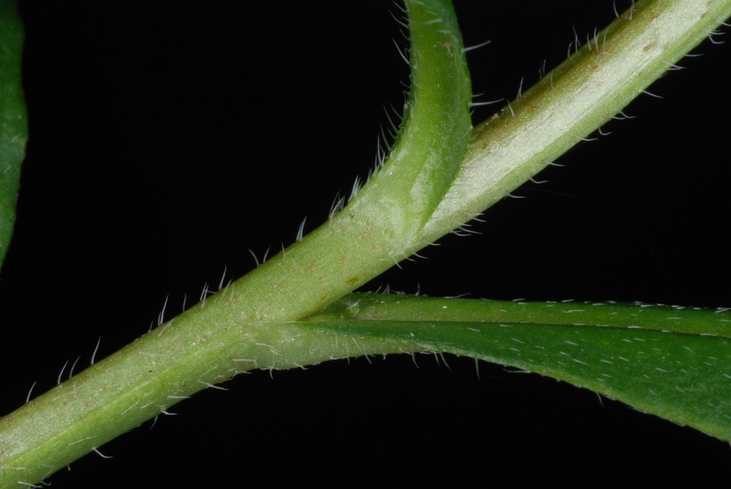 Stem and leaf attachment (Alleghany County, NC)-Mid Summer