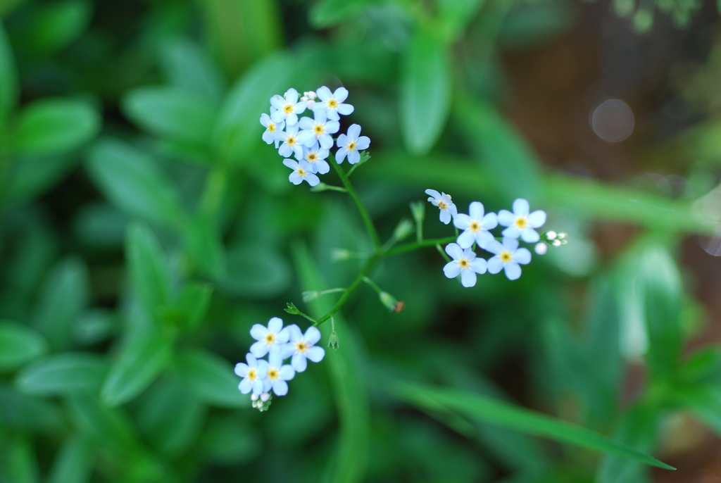 Close-up of flower (Alleghany County, NC)-Mid Summer