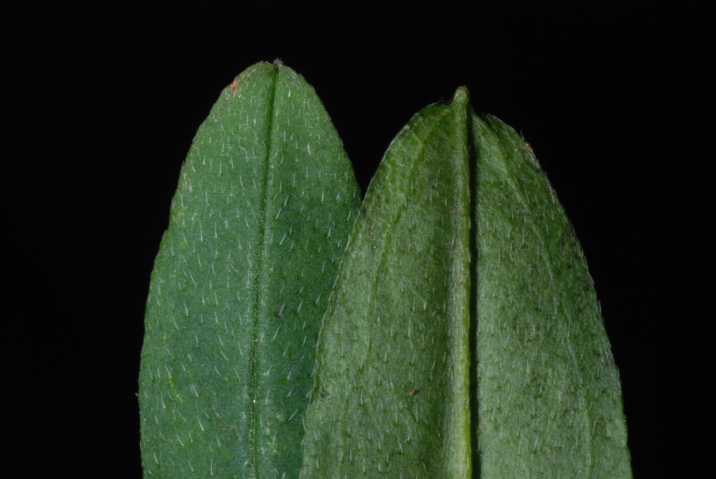 Front and back of leaf (Alleghany County, NC)-Mid Summer