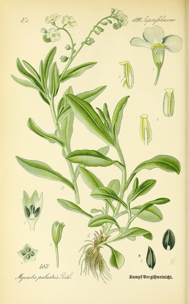 Botanical Illustration