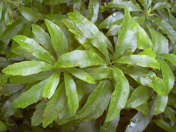 Myrica cerifera