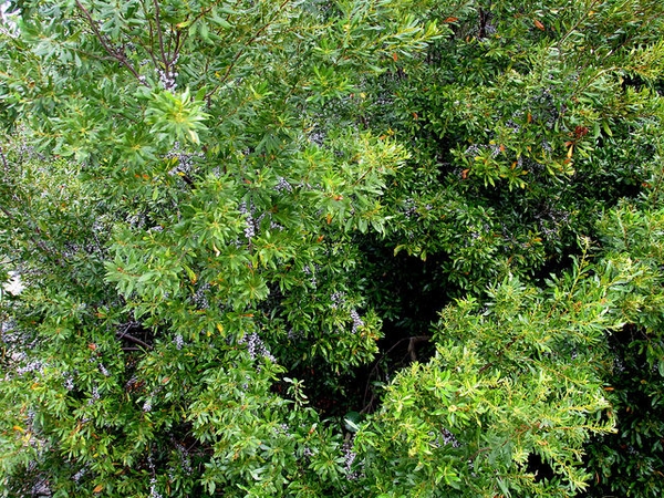 Myrica cerifera