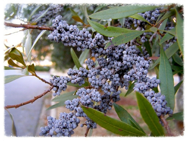 Myrica cerifera
