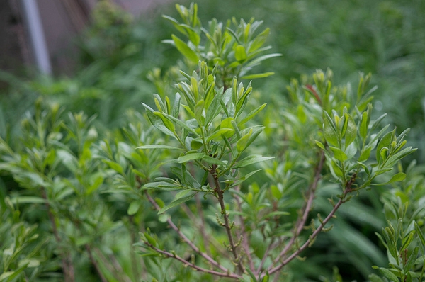 Myrica pensylvanica