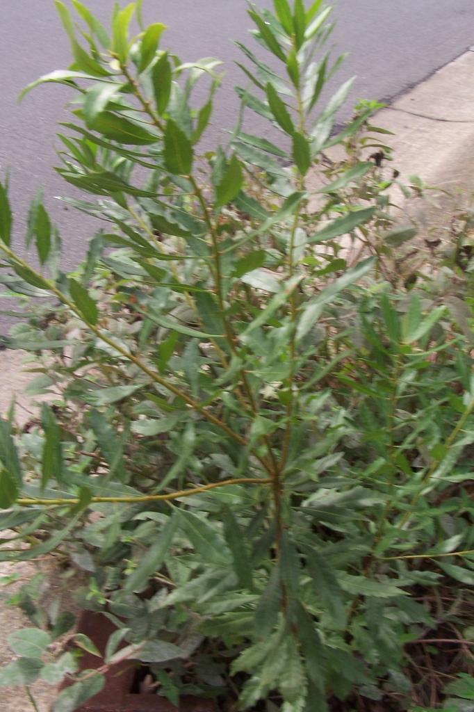 9-month seedling in September in Durham County, North Carolina