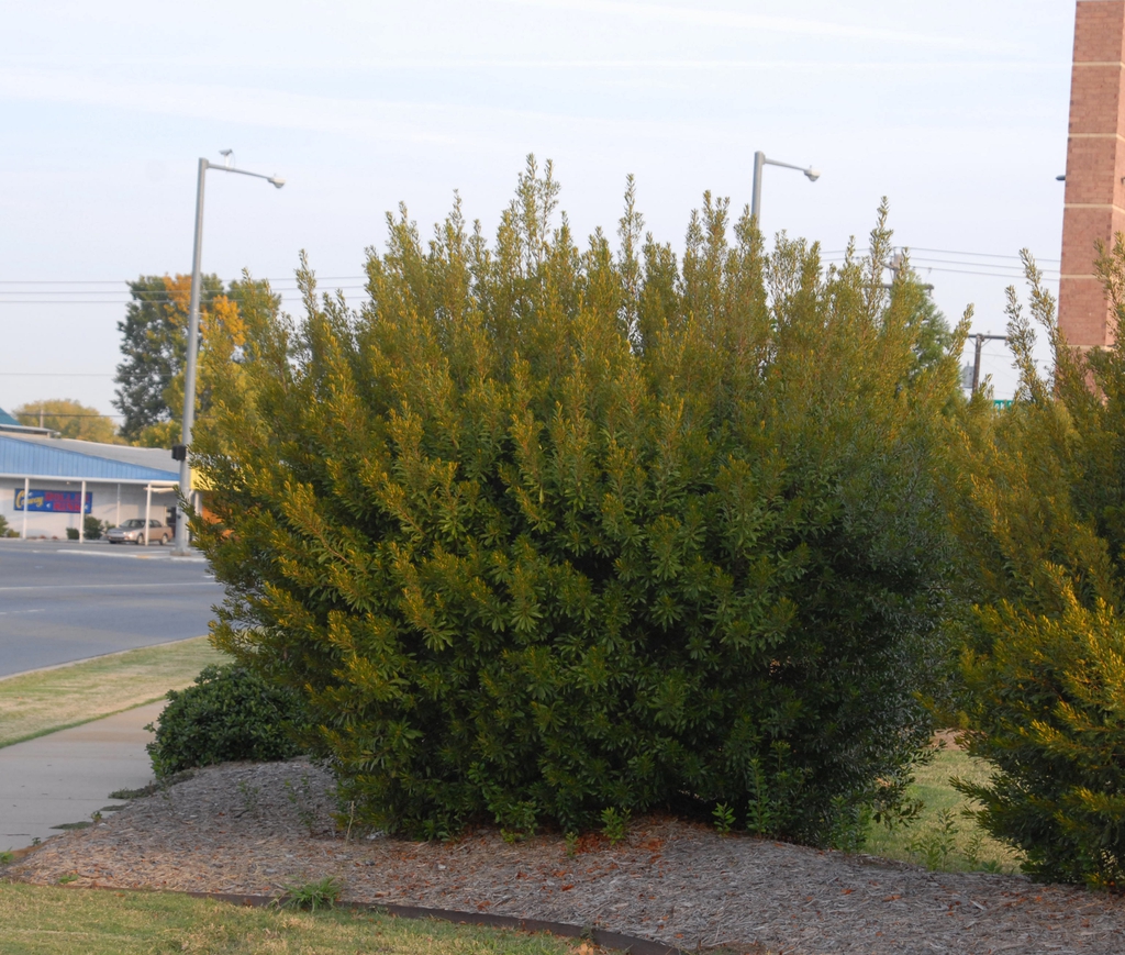 Myrica cerifera Form