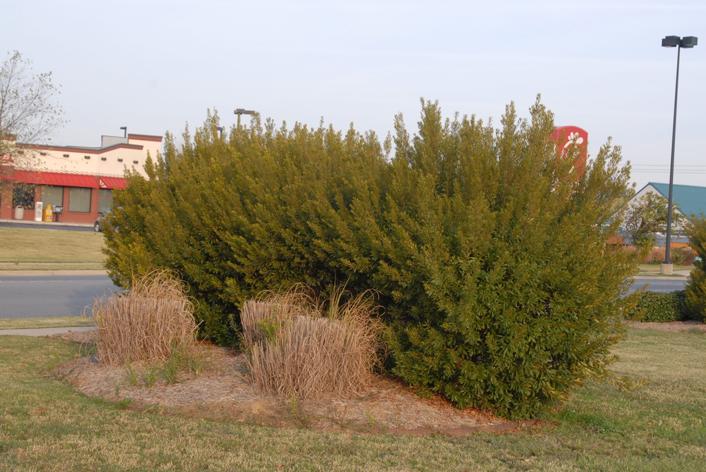 Myrica cerifera Form